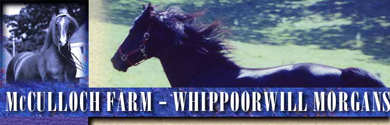 Whippoorwill Newmoon