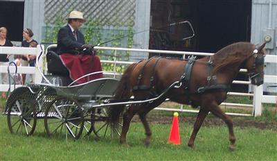 Carriage cones course