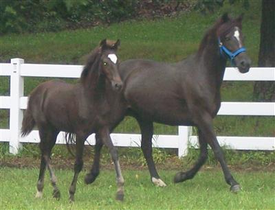 Mare and foal at liberty