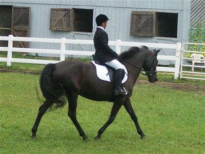Dressage