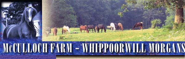 Whippoorwill Duke in his prime and band of broodmares on crest of hill