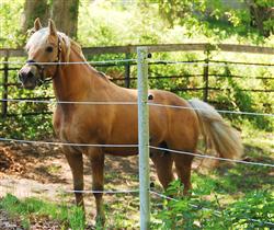 Triple S Goldust Correll, palomino stallion